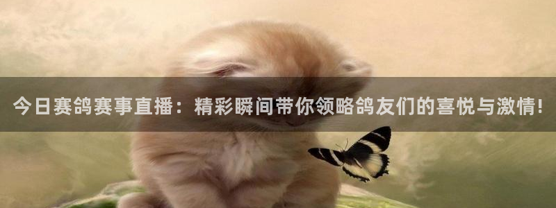 新球网直播：今日赛鸽赛事直播：精彩瞬间带你领略鸽友们的喜悦与激情!